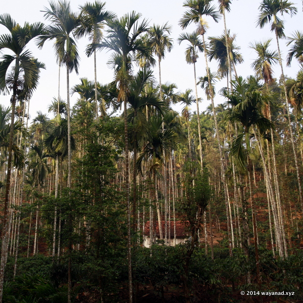 Arcanut Plantation in Wayanad