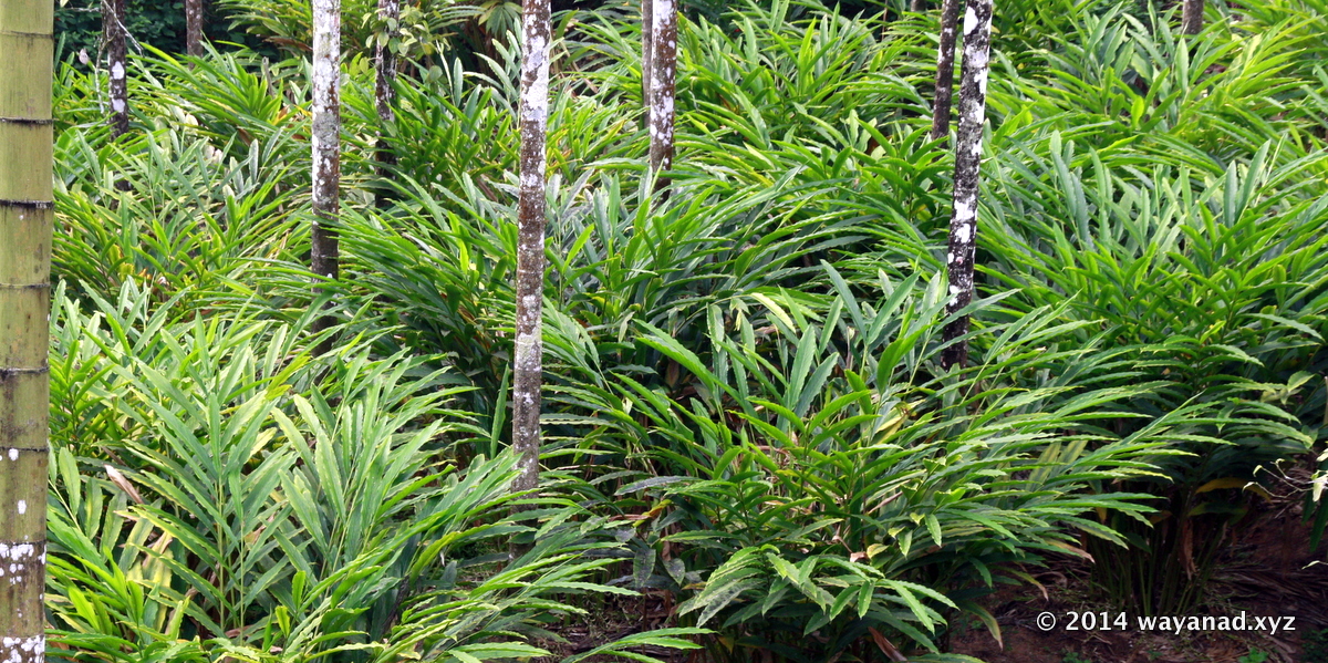 Cardomom plantation in Wayanad