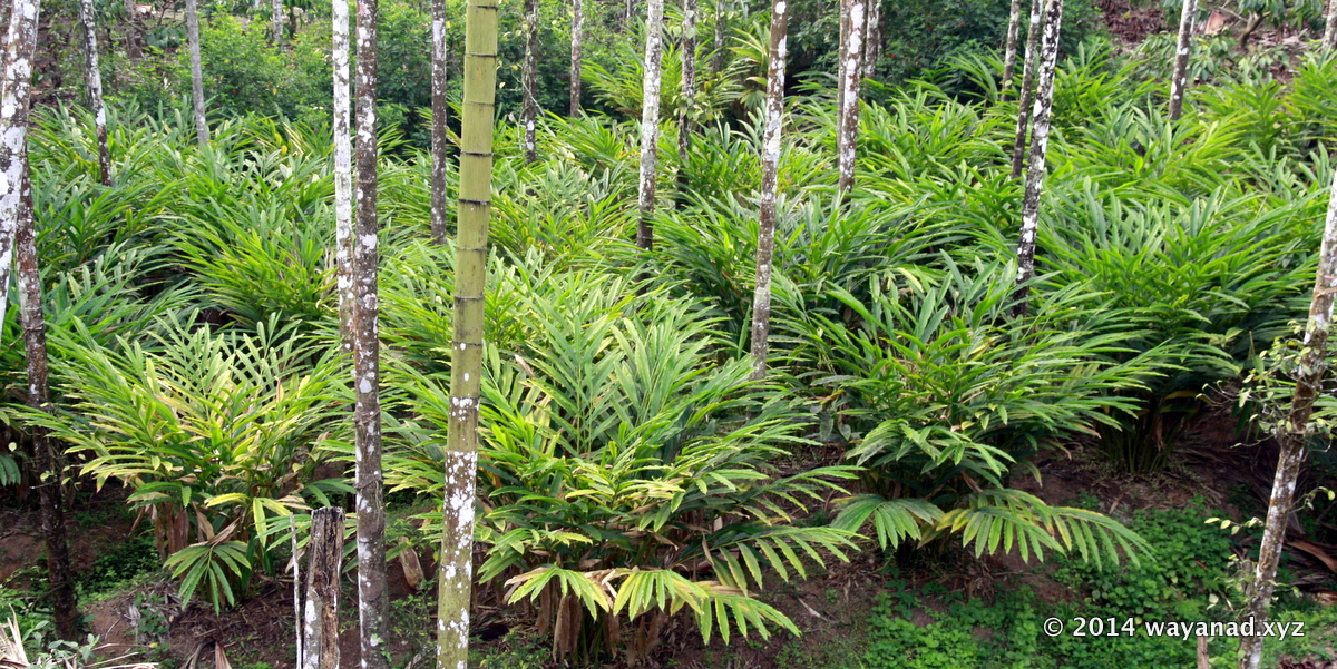 Cardamom plants in the arecanut (betel nut) plantation as mixed crop