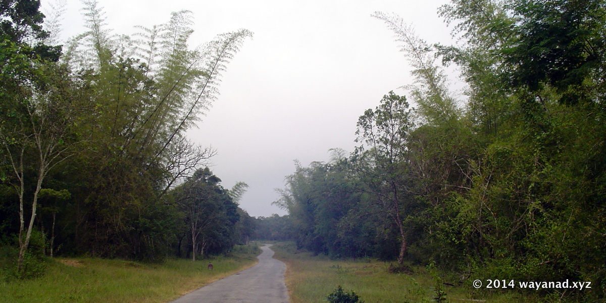 Road through Nagarhole Forest
