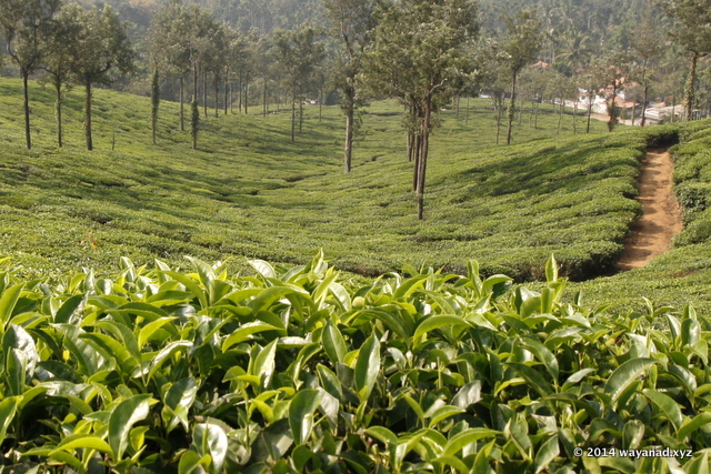 The tender tealeaves are plucked and dried to make tea