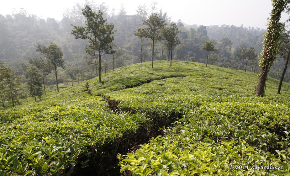 Tea Plantations in Wayanad