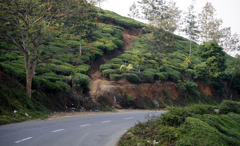 Road in Wayanad near Meppadi passing through tea garden.